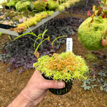 Load image into Gallery viewer, N. tenuis EP Rooted Cutting
