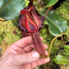 Load image into Gallery viewer, #5 N. {[(lowii x veitchii) x boschiana] x [(veitchii x maxima) x veitchii]} x {[(Rokko ‘Exotica’ x boschiana) x veitchii] x edwardsiana} RE-0137

