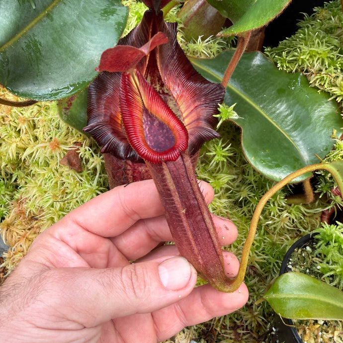 5 N. {[(lowii x veitchii) x boschiana] x [(veitchii x maxima) x