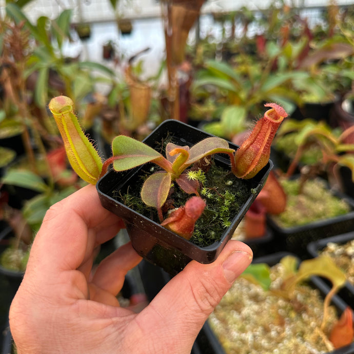 N. truncata (e) - rippled leaves x (eymae x veitchii) (a) - Best RE-0118