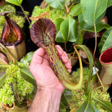 Load image into Gallery viewer, N.  (Rokko 'Exotica' x boschiana) x veitchii (a) x platychila - Best RE-0161
