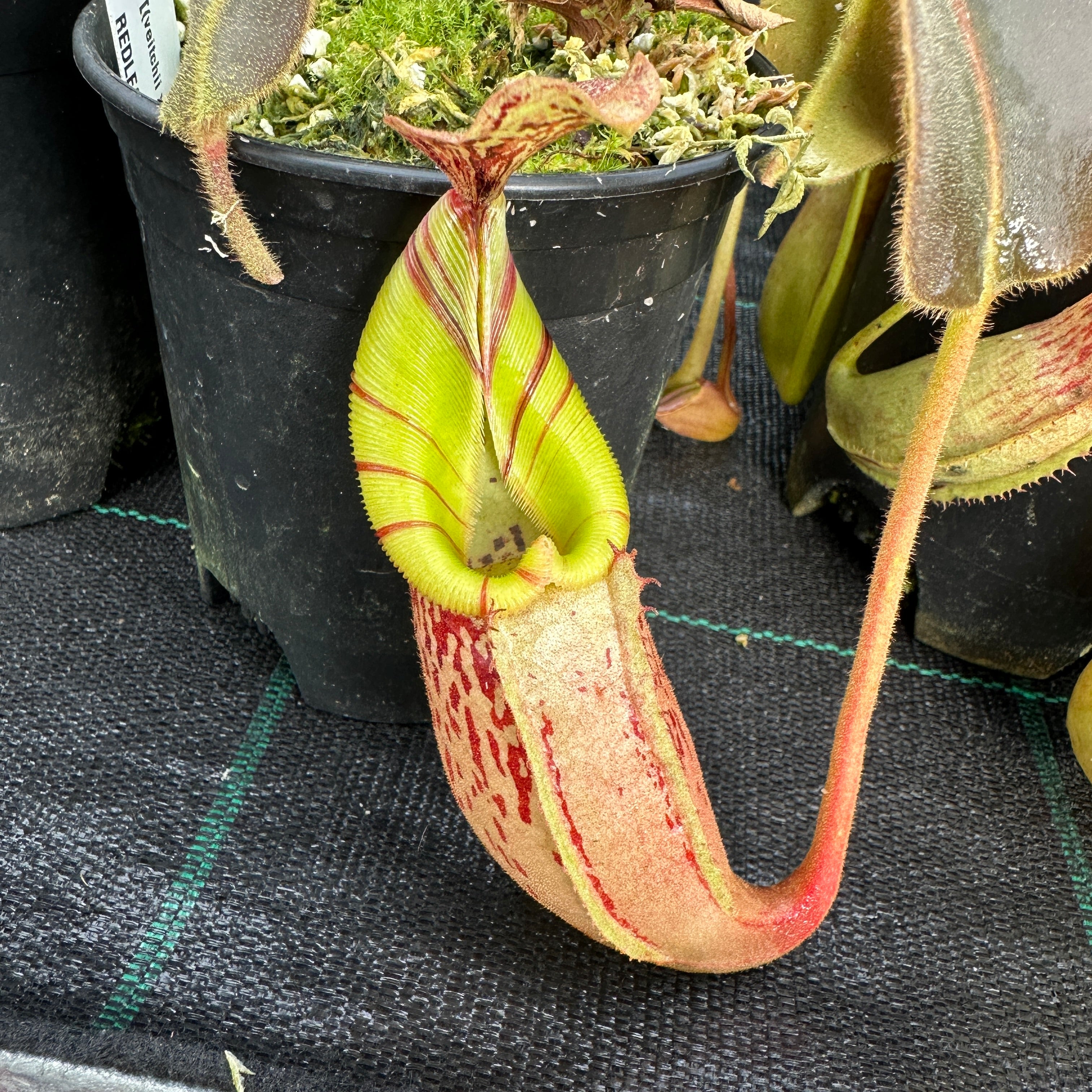 Nepenthes [(lowii x veitchii) x boschiana] x [(veitchii x