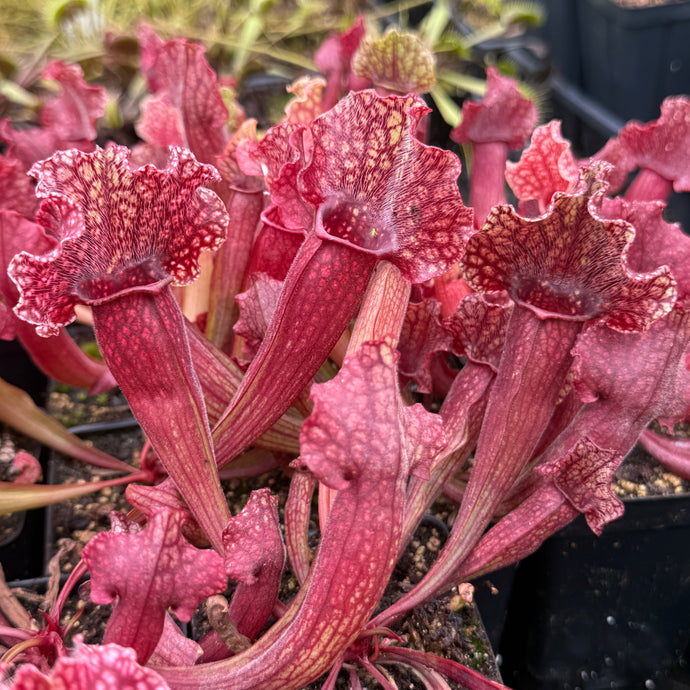 Sarracenia leucophylla x purpurea ssp. venosa ’Belly of Blood’