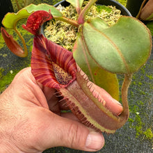 Load image into Gallery viewer, #2  N. [(Rokko ‘Exotica’ x boschiana) x veitchii] (a) x [(veitchii x maxima) x veitchii] EP - medium
