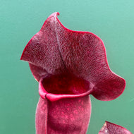 S. ‘Mega Mouth’ x purpurea ssp. rosea var. Chipola