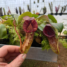 Load image into Gallery viewer, #1 N. [spectabilis x (northiana x veitchii)] x {[(Rokko ‘Exotica x boschiana) x veitchii] x edwardsiana} RE-0155
