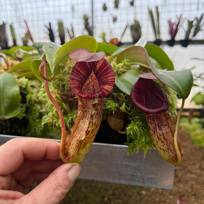 #1 N. [spectabilis x (northiana x veitchii)] x {[(Rokko ‘Exotica x boschiana) x veitchii] x edwardsiana} RE-0155