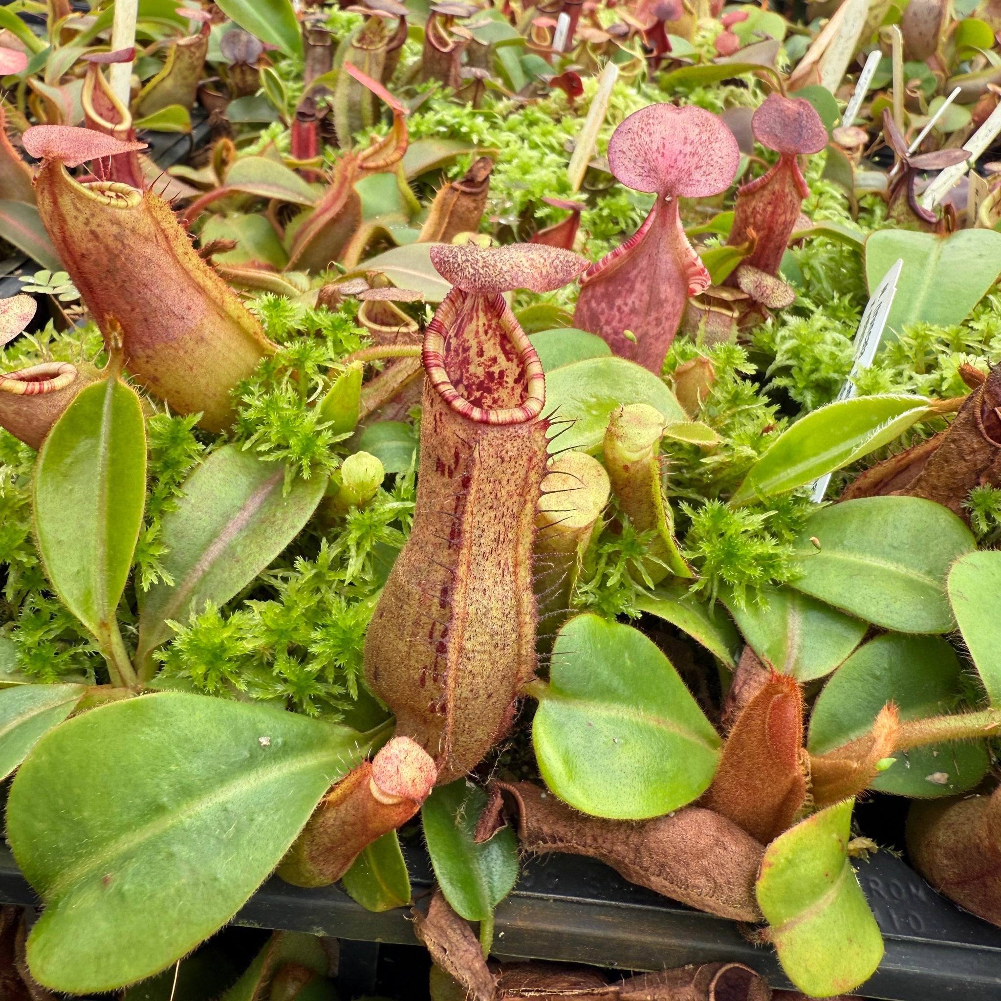 Redleaf Exotics Nepenthes Nursery - Carnivorous Plants for sale