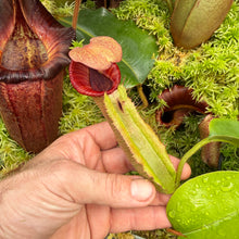 Load image into Gallery viewer, #36 N. {[(lowii x veitchii) x boschiana] x [(veitchii x maxima) x veitchii]} x {[(Rokko ‘Exotica’ x boschiana) x veitchii] x edwardsiana} RE-0137
