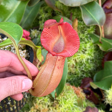 Load image into Gallery viewer, N. veitchii (m) – giant x {[(Rokko ‘Exotica’ x boschiana) x veitchii] x edwardsiana} EP Medium
