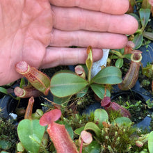 Load image into Gallery viewer, N. [(platychila x rajah) x veitchii (m)] x veitchii ‘Candy Dreams’ RE-0188
