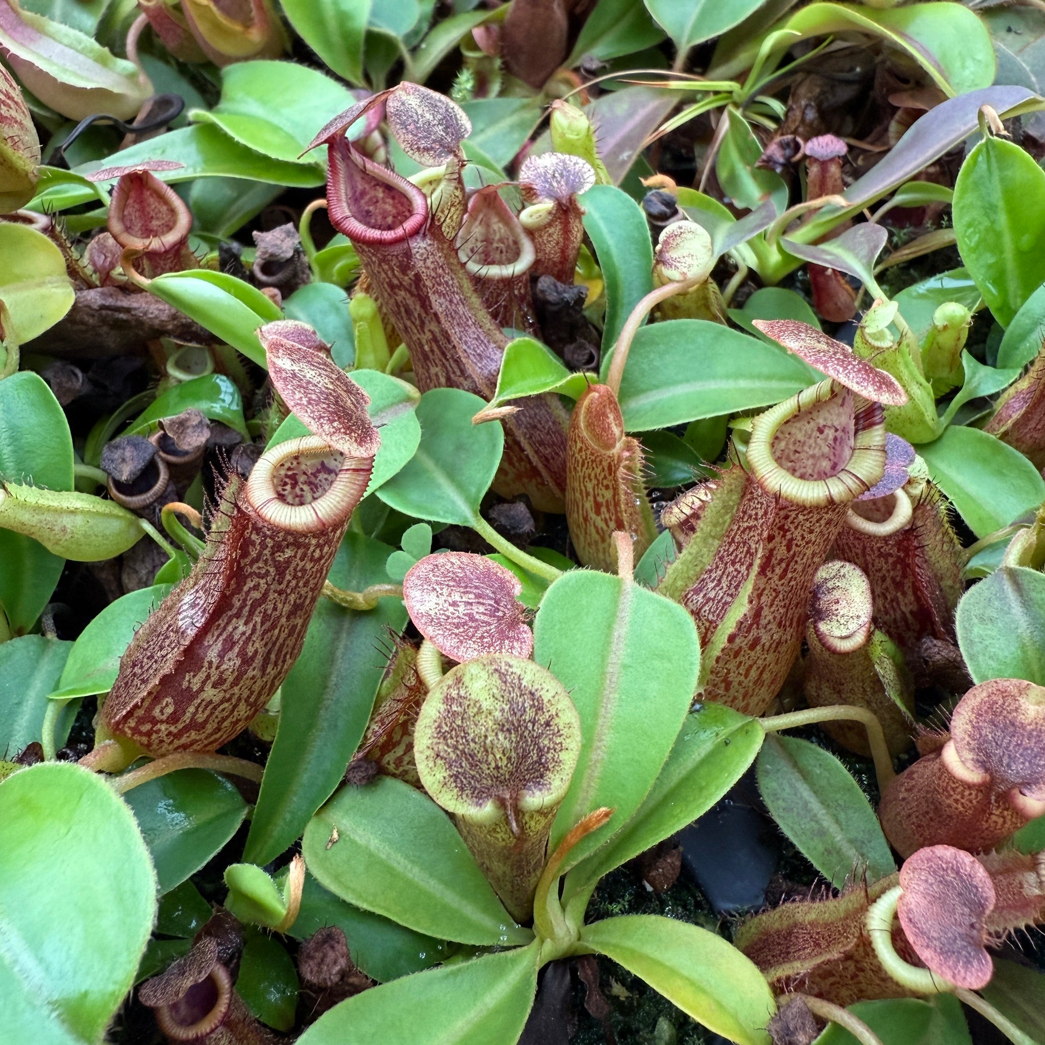 N. minima x {[(Rokko 'Exotica x boschiana) x veitchii] x