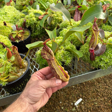 Load image into Gallery viewer, #1 N. vogelii x veitchii ‘Red Tiger’ RE-0132 SPECIMEN
