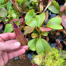 Load image into Gallery viewer, N. truncata - rippled leaves x veitchii &#39;Red Tiger’ RE-0103
