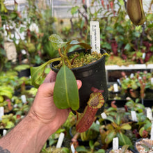 Load image into Gallery viewer, N. (platychila x rajah) x veitchii (m) EP Rooted Cuttings FEMALE*

