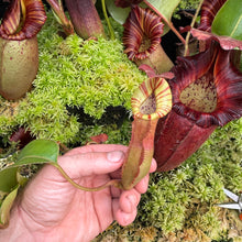 Load image into Gallery viewer, #31 N. {[(lowii x veitchii) x boschiana] x [(veitchii x maxima) x veitchii]} x {[(Rokko ‘Exotica’ x boschiana) x veitchii] x edwardsiana} RE-0137
