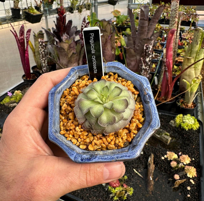 Pinguicula cyclosecta -  BLUE Mexican Butterwort