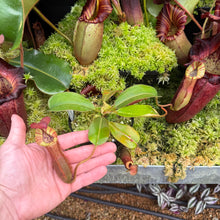 Load image into Gallery viewer, #31 N. {[(lowii x veitchii) x boschiana] x [(veitchii x maxima) x veitchii]} x {[(Rokko ‘Exotica’ x boschiana) x veitchii] x edwardsiana} RE-0137

