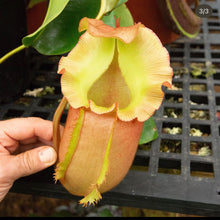 Load image into Gallery viewer, N. ‘Ruffles’ - (lowii x veitchii) x (sibuyanensis x Trusmadiensis) x veitchii (m) EP  Rooted cutting
