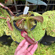 Load image into Gallery viewer, #17 N. minima x {[(Rokko ‘Exotica x boschiana) x veitchii] x edwardsiana} RE-0183
