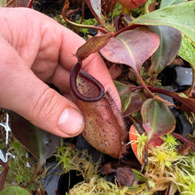 Load image into Gallery viewer, N. palawanensis  x nebularum RE-0109
