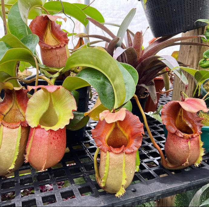 N. ‘Ruffles’ - (lowii x veitchii) x (sibuyanensis x Trusmadiensis) x veitchii (m) EP  Rooted cutting
