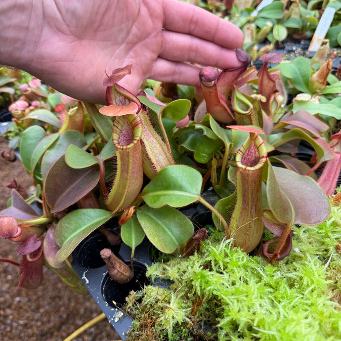 N. truncata (e) - rippled leaves x (eymae x veitchii) (a) - Best RE-0118