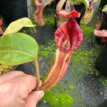 Load image into Gallery viewer, #2 N. [(Rokko ‘Exotica’ x boschiana) x veitchii] (a) x [(veitchii x maxima) x veitchii] - medium
