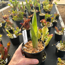 Load image into Gallery viewer, Brocchinia reducta - Carnivorous Bromeliad!
