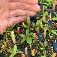 Load image into Gallery viewer, N. glandulifera seed-grown RE-0193
