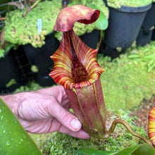 Load image into Gallery viewer, #70 N. [(lowii x campanulata) x burbidgeae] x veitchii 'Candy Dreams' RE-0084
