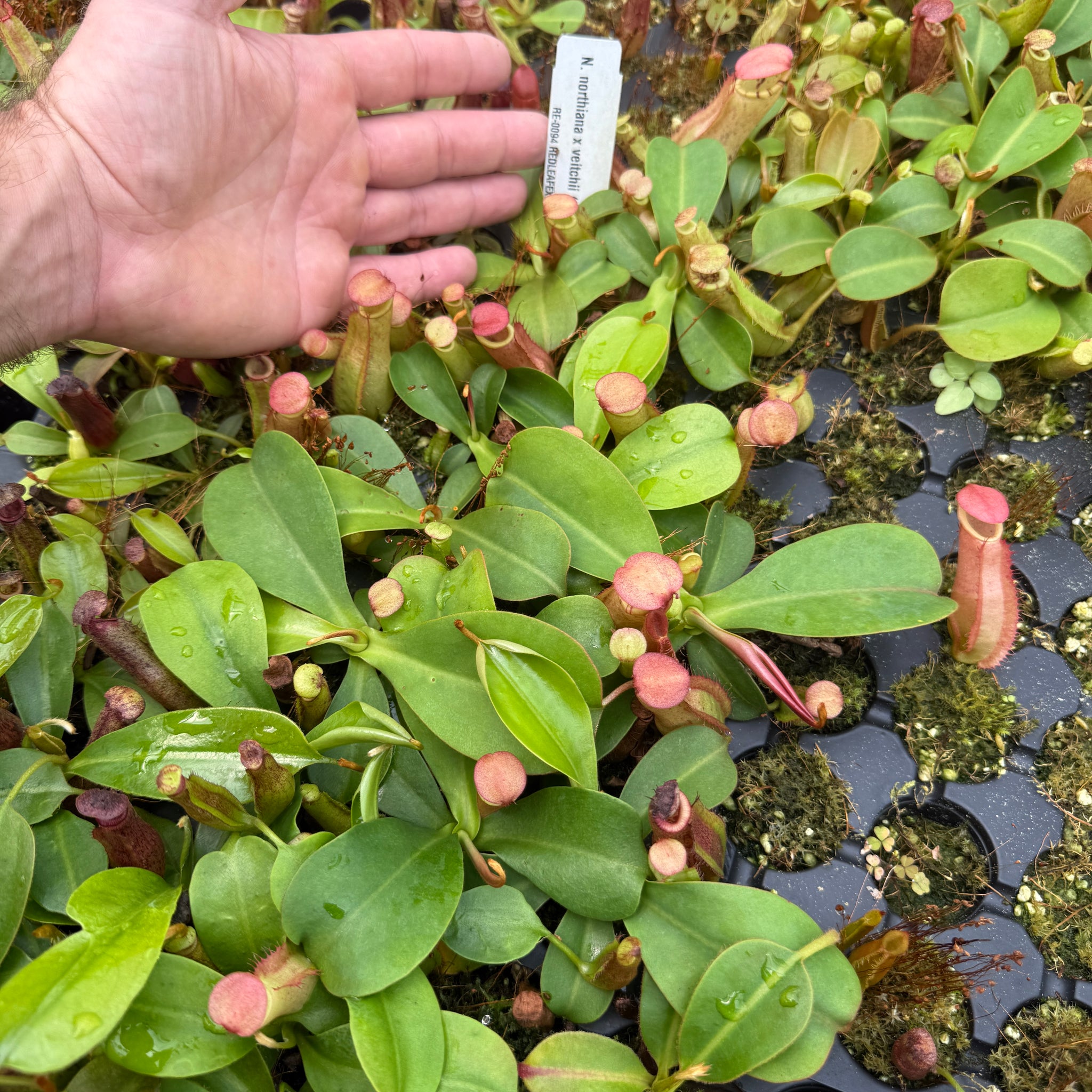 Nepenthes northiana x veitchii (m) - squat red, striped - Redleaf