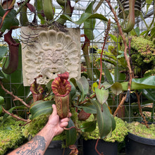 Load image into Gallery viewer, #2 N. [spectabilis x (northiana x veitchii)] x veitchii (m) #98 RE-0127
