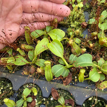 Load image into Gallery viewer, N. truncata (c) - giant x (lowii x nebularum) RE-0189

