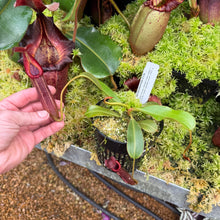 Load image into Gallery viewer, #5 N. {[(lowii x veitchii) x boschiana] x [(veitchii x maxima) x veitchii]} x {[(Rokko ‘Exotica’ x boschiana) x veitchii] x edwardsiana} RE-0137
