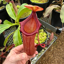 Load image into Gallery viewer, N. (ventricosa x sibuyanensis) x (truncata x trusmadiensis) EP SPECIMEN
