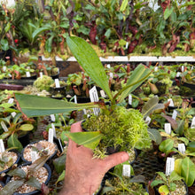 Load image into Gallery viewer, N. (ventricosa x sibuyanensis) – squat x edwardsiana - Rooted Cuttings
