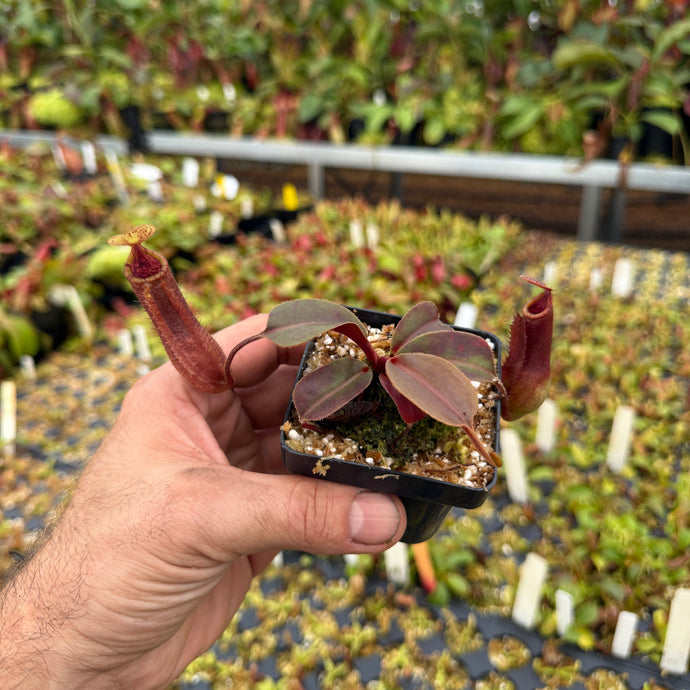 N. palawanensis x truncata- squat  RE-0165