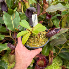 Load image into Gallery viewer, #10 N. northiana x {lowii x [truncata x (spectabilis x northiana)]} RE-0129
