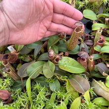 Load image into Gallery viewer, Nepenthes maxima (l) x veitchii 'Candy Dreams' RE-0167
