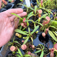 Load image into Gallery viewer, N. ovata RE-3002
