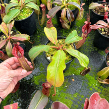 Load image into Gallery viewer, #2 N. [(Rokko ‘Exotica’ x boschiana) x veitchii] (a) x [(veitchii x maxima) x veitchii] - medium
