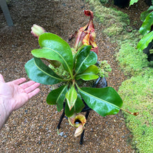 Load image into Gallery viewer, #70 N. [(lowii x campanulata) x burbidgeae] x veitchii 'Candy Dreams' RE-0084
