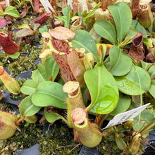 Load image into Gallery viewer, N. northiana x veitchii 'Candy Dreams' RE-0095
