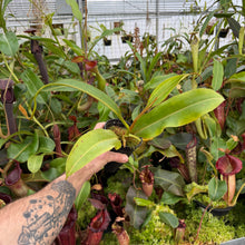 Load image into Gallery viewer, N. 'Hookeriana' x ephippiata EP - Rooted Cuttings
