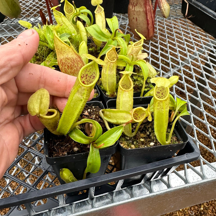 Nepenthes gymnamphora - Seed-grown