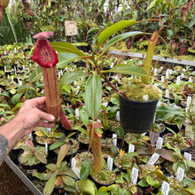Load image into Gallery viewer, #50 N. (spectabilis x truncata) x boschiana) x edwardsiana EP ROOTED Cutting
