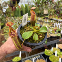 Load image into Gallery viewer, #41 N. [(lowii x veitchii) x Trusmadiensis] x veitchii 'Candy Dreams' RE-0169
