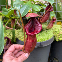Load image into Gallery viewer, #1 N. [(Rokko ‘Exotica’ x boschiana) x veitchii] (a) x Sabre ‘Dark Cherry’ – 2nd grex
