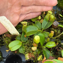Load image into Gallery viewer, N. (truncata x campanulata) - giant x (peltata x truncata) RE-0195
